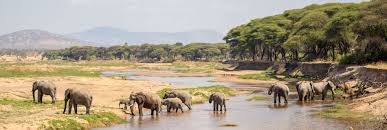 Lake Manyara Image 2
